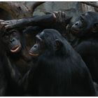 Bonobos