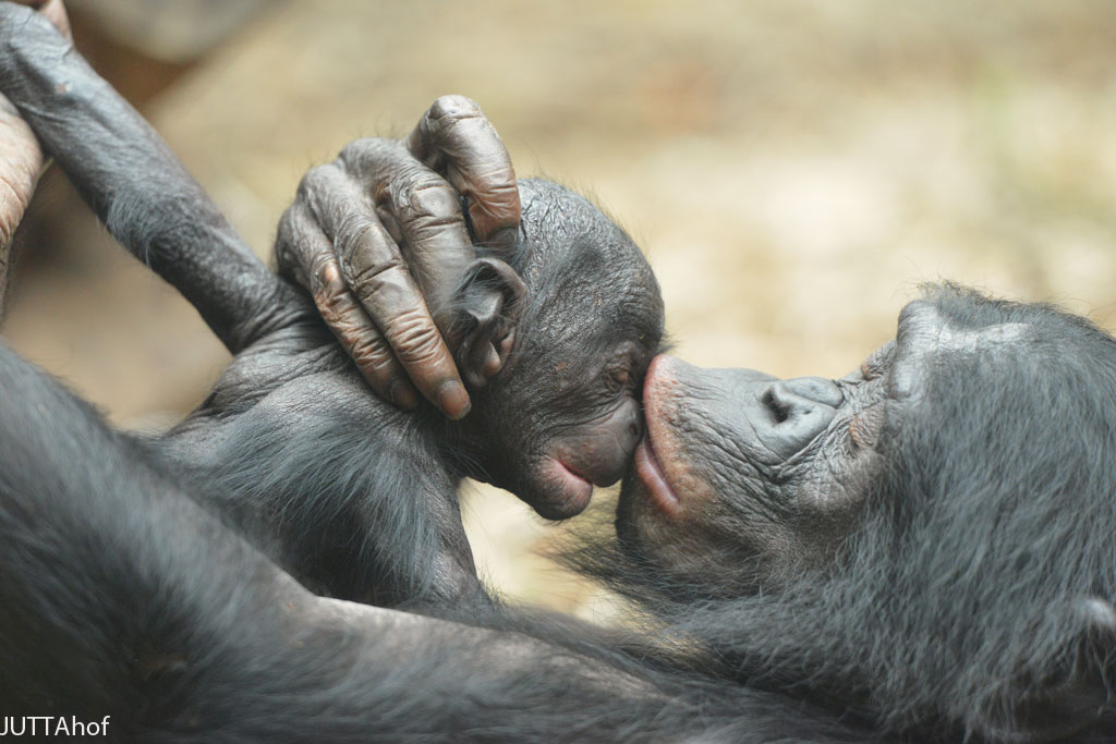 BONOBOS