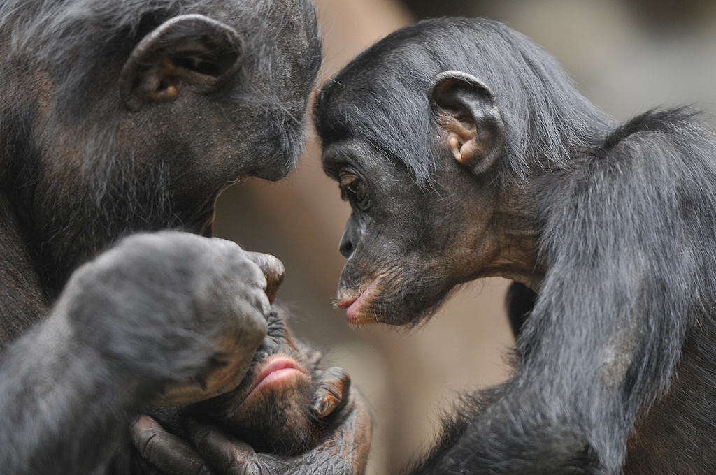 BONOBOS