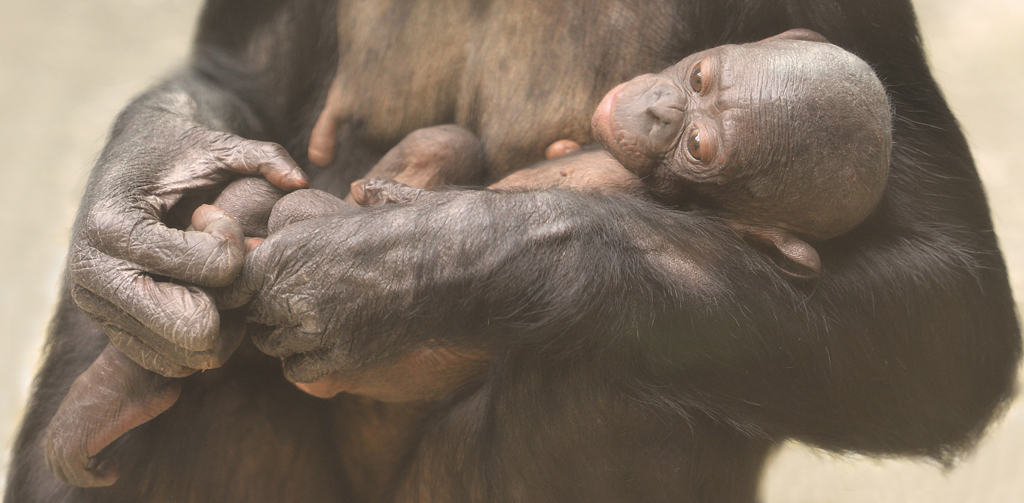 BONOBOS