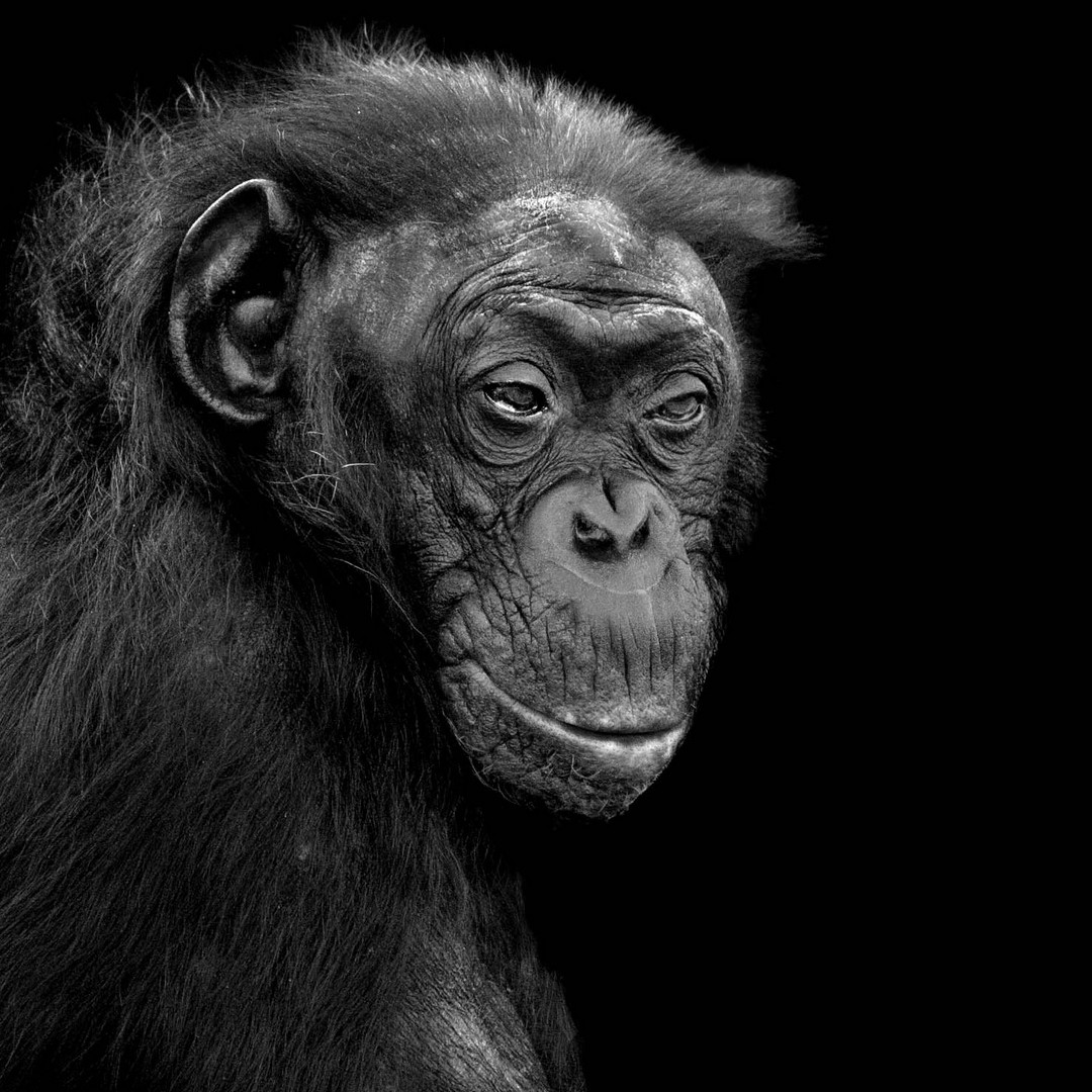 Bonobos 2