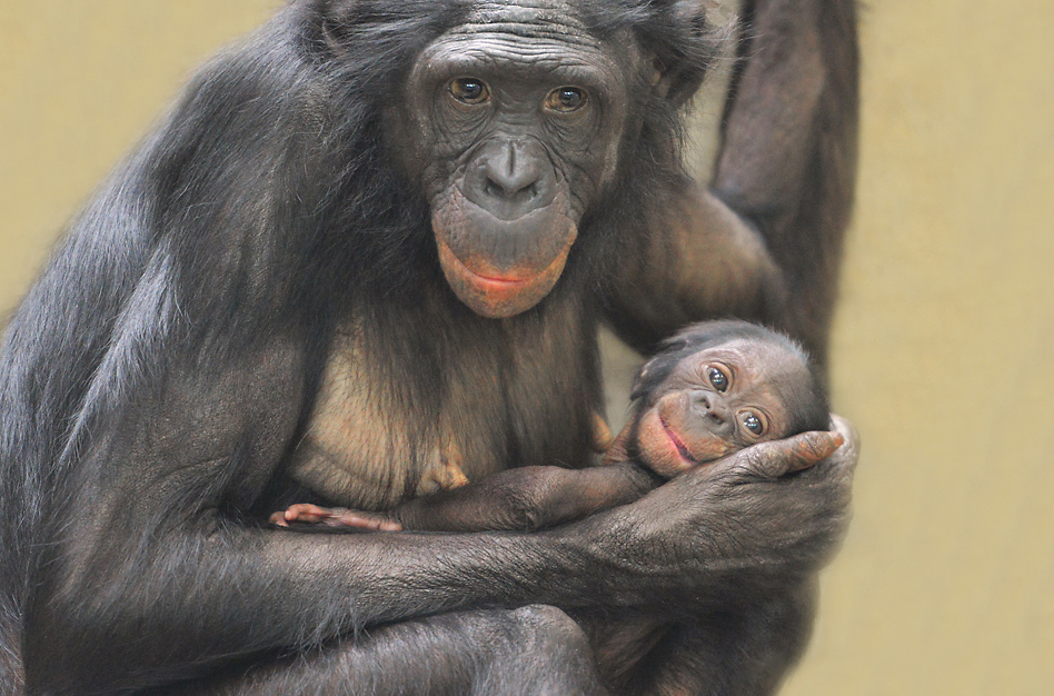 BONOBOS