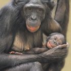 BONOBOS