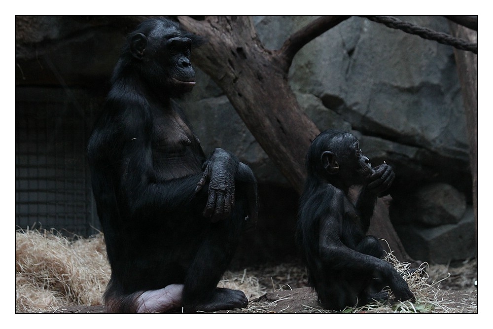 Bonobos (3)