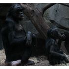 Bonobos (3)