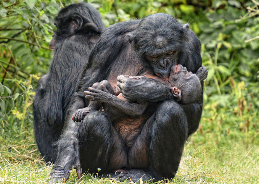 BONOBOS