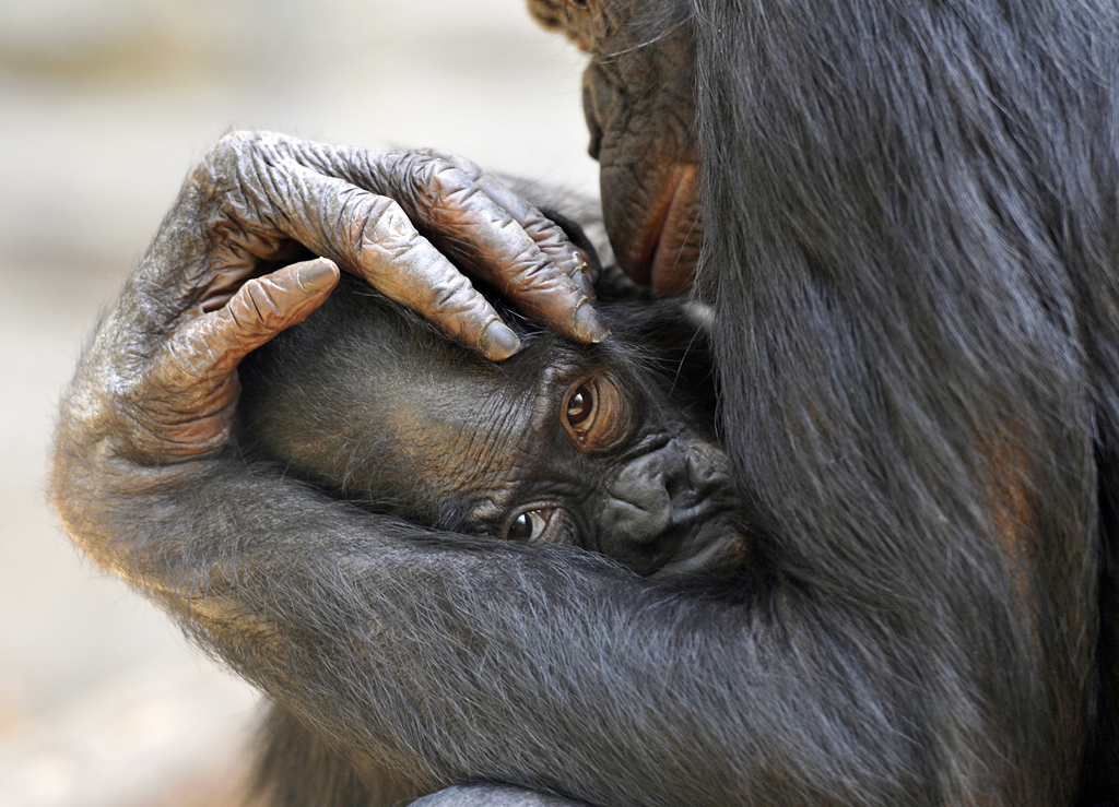 BONOBOS