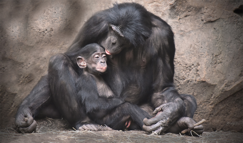  Bonobos  