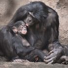  Bonobos  