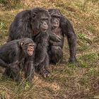 Bonobos