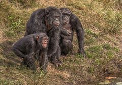 Bonobos