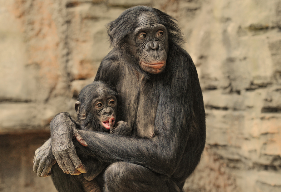 BONOBOS