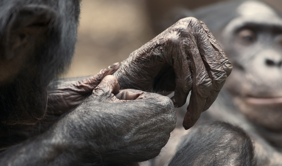 BONOBOS