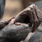 BONOBOS