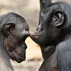 BONOBOS