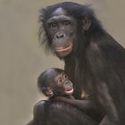  Bonobos