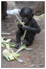 Bonobos - die nächste Generation