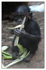 Bonobos - die nächste Generation