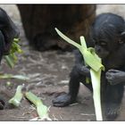 Bonobos - die nächste Generation