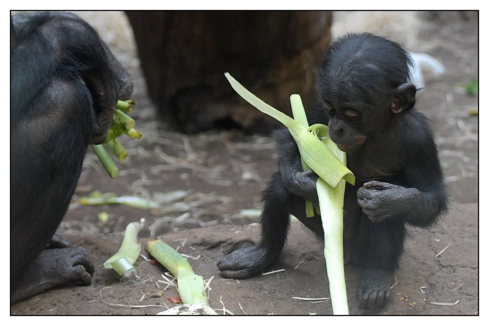 Bonobos - die nächste Generation