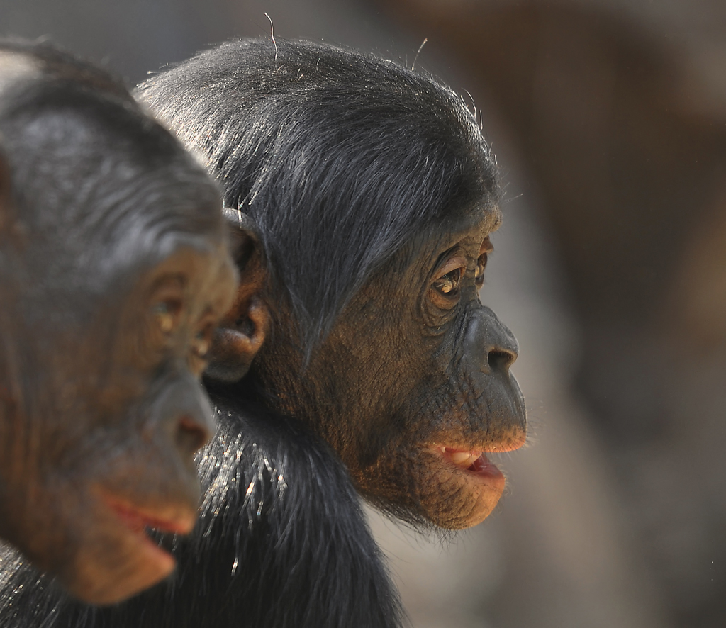 BONOBOS