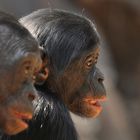 BONOBOS