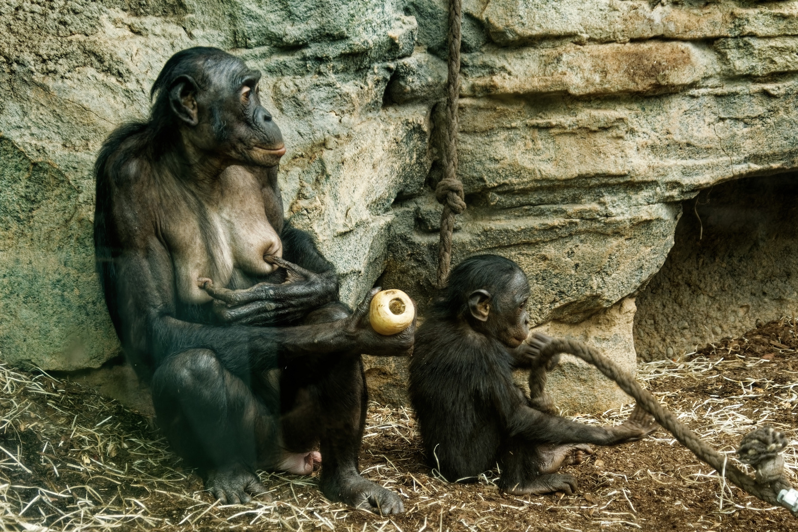 Bonobo's