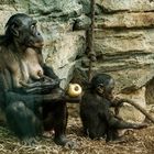 Bonobo's