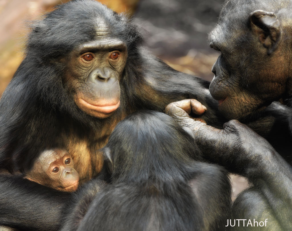 BONOBOS