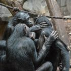 Bonobos inspizieren das Ohr einer Artgenossin (Frankfurter Zoo)