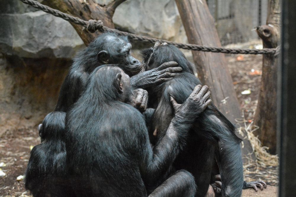 Bonobos inspizieren das Ohr einer Artgenossin (Frankfurter Zoo)