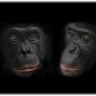 Bonobos-jung und alt (captive)