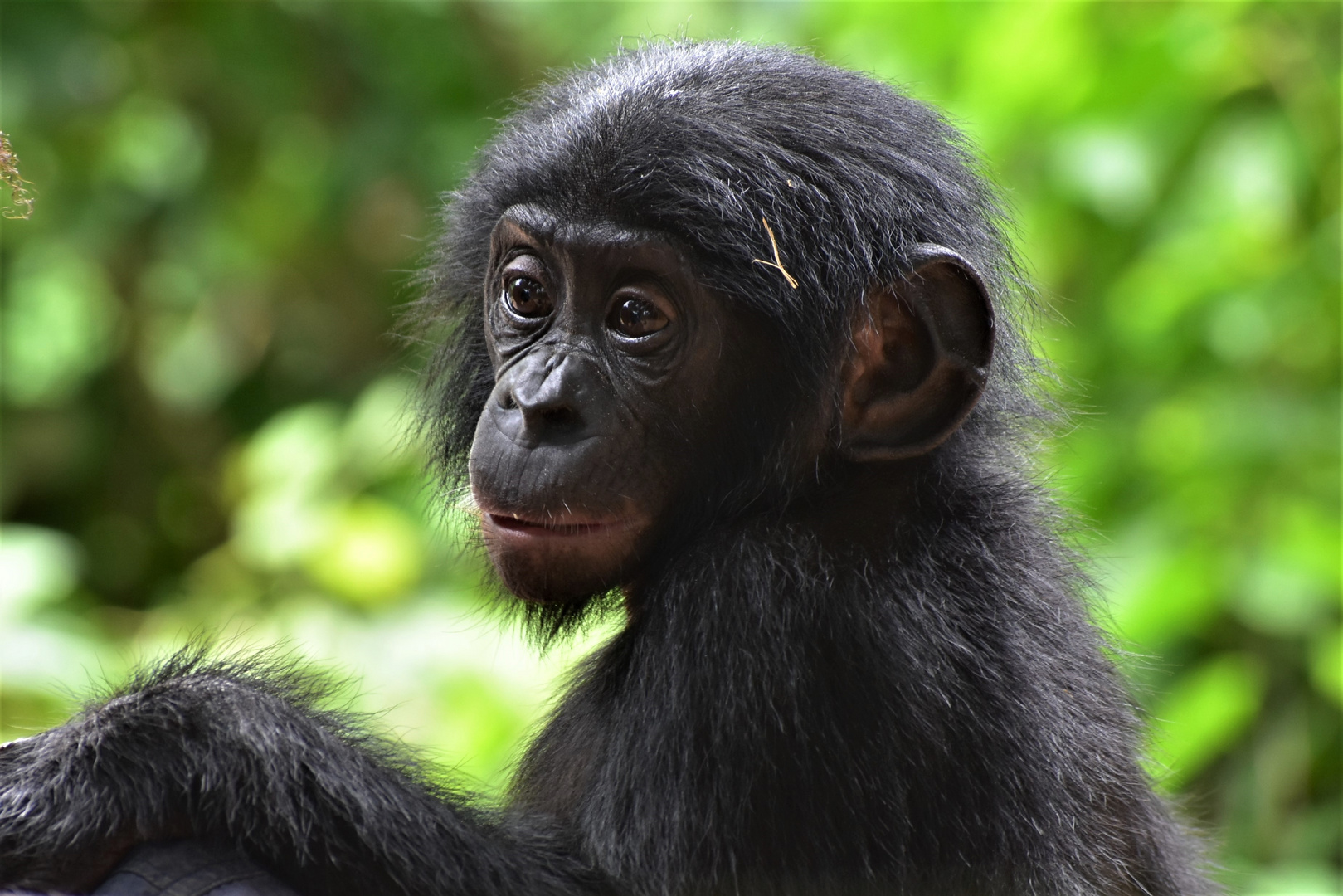 Bonobos orphan