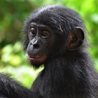 Bonobos orphan