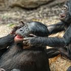 BONOBOS-SIBLINGS