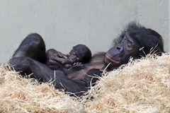 Bonobozwillinge