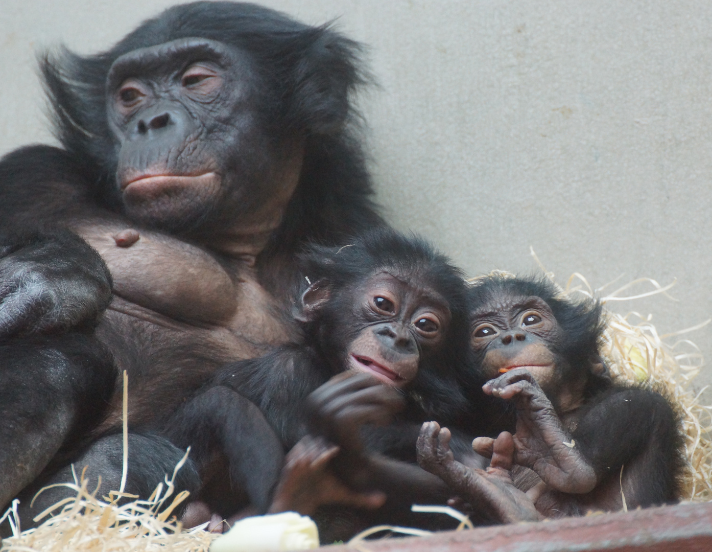 Bonos-Zwillinge im Wuppertaler Zoo