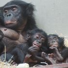 Bonos-Zwillinge im Wuppertaler Zoo