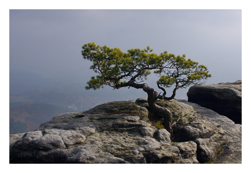 Bonsai