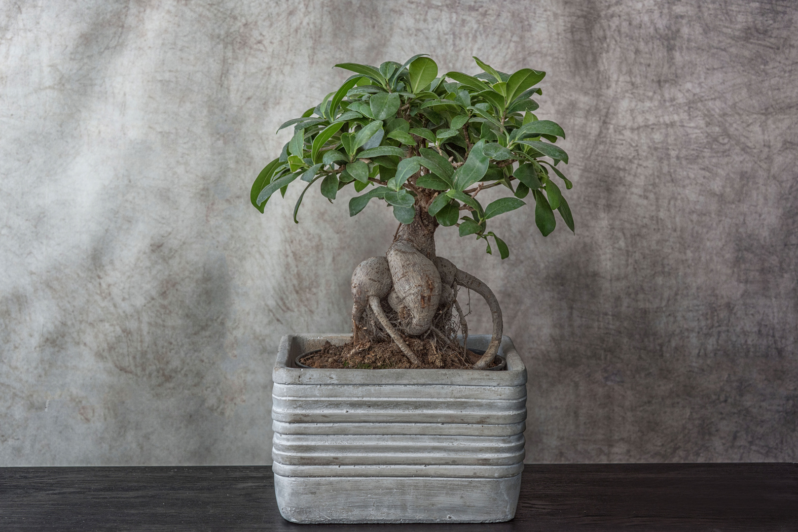 Bonsai