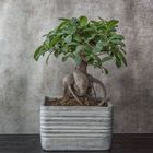 Bonsai