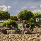 Bonsai