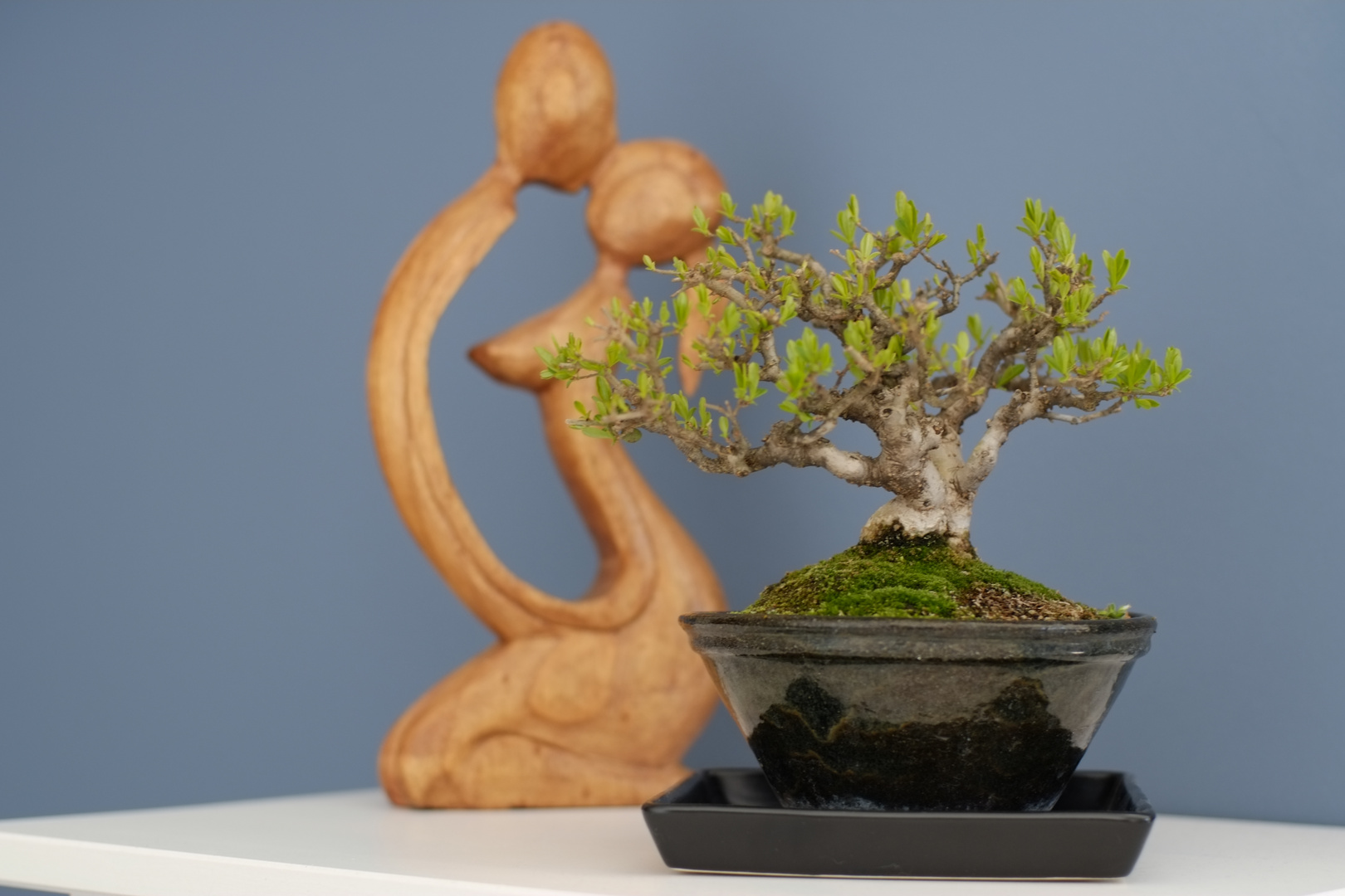 Bonsai...