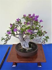 Bonsai  1