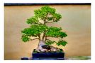 Bonsai [11] by Tad Kanazaki 