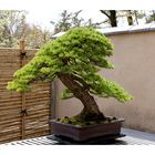 BONSAI [2]