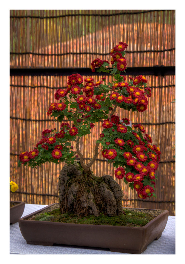 BONSAI-2 [chrysanthemum]