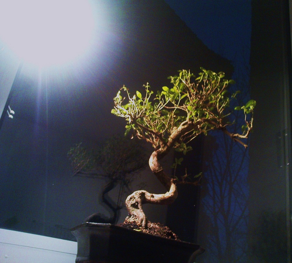 bonsai