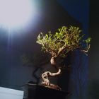 bonsai