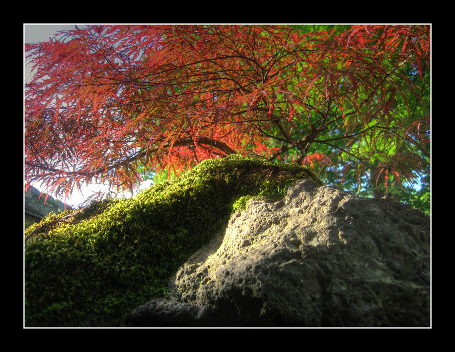 Bonsai